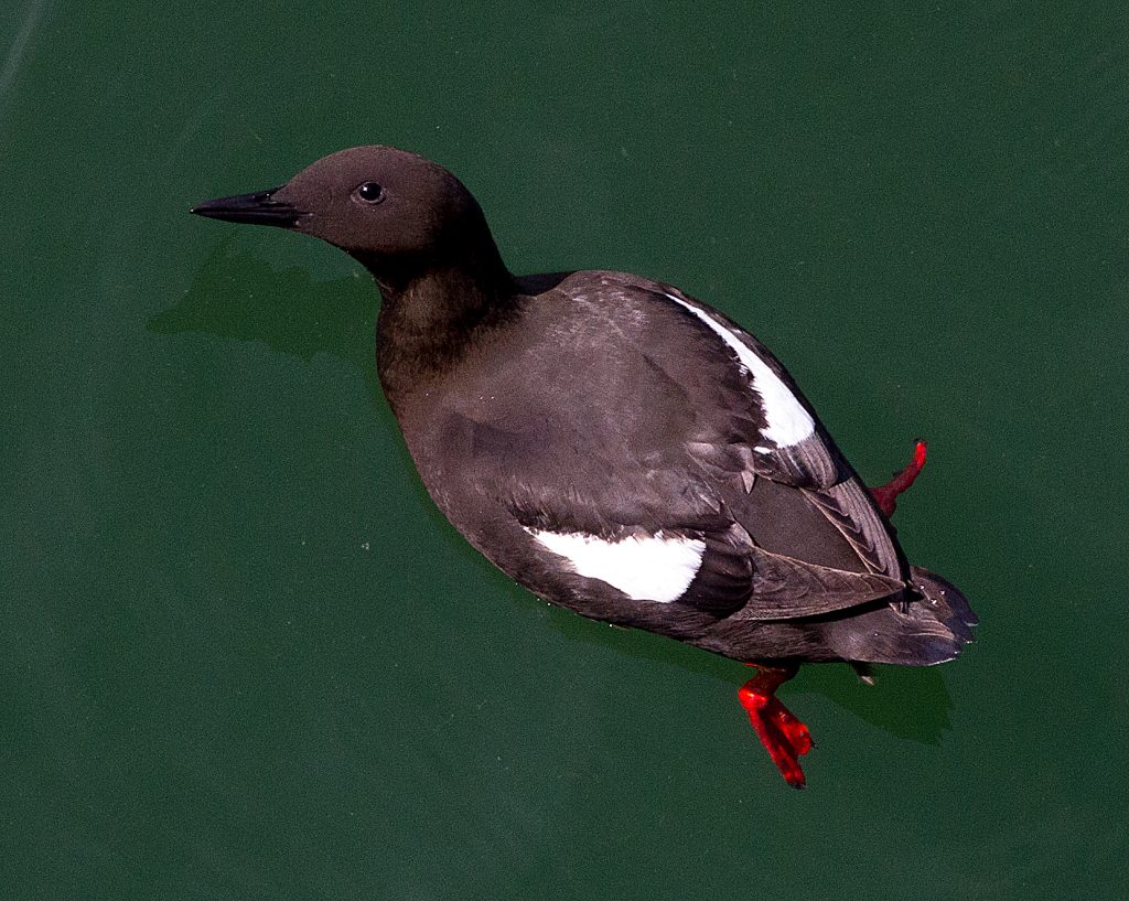 Black Guillemot (library photo: Rob Petley-Jones)