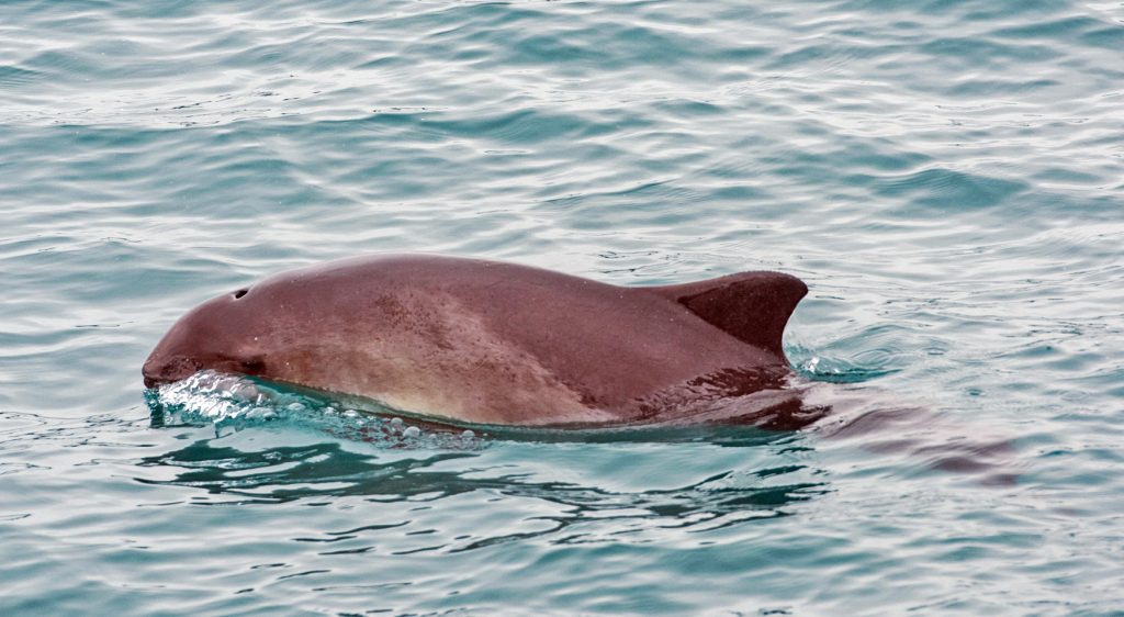 Small Boat Surveys off South-West England (SBS-SW)