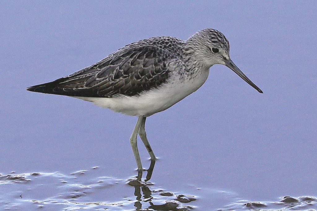 Greenshank Photo: Rob Petley-Jones