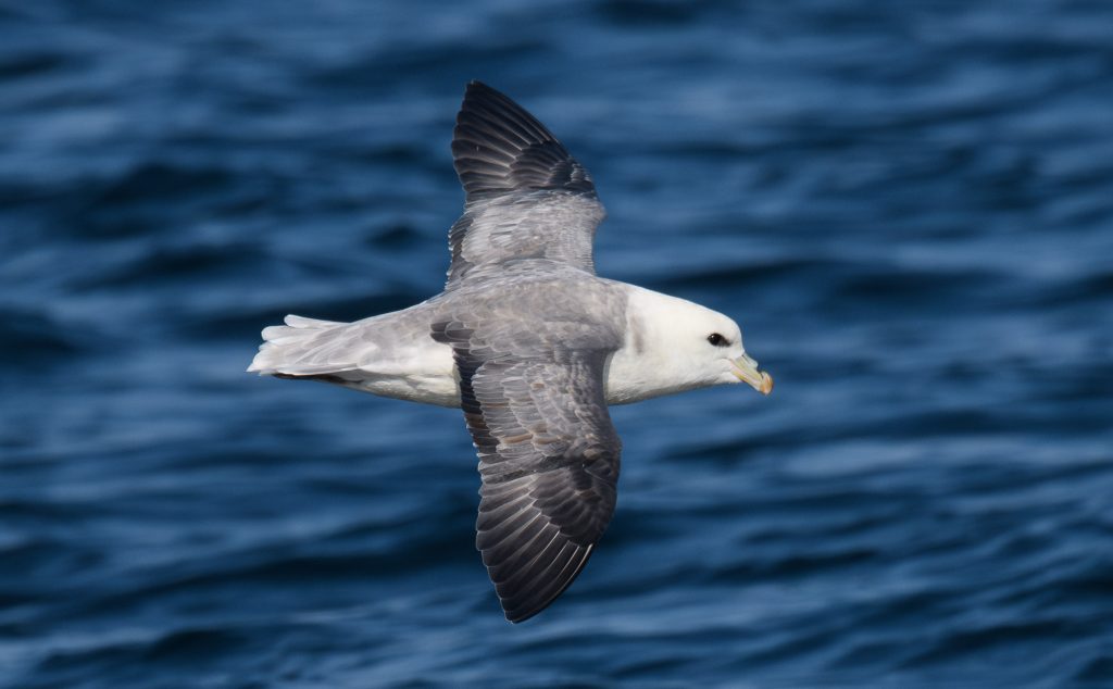 Volunteers Seabirds at Sea in England (VSAS-England)