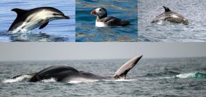 Falmouth 2-Day training course (26th-27th September 2026)