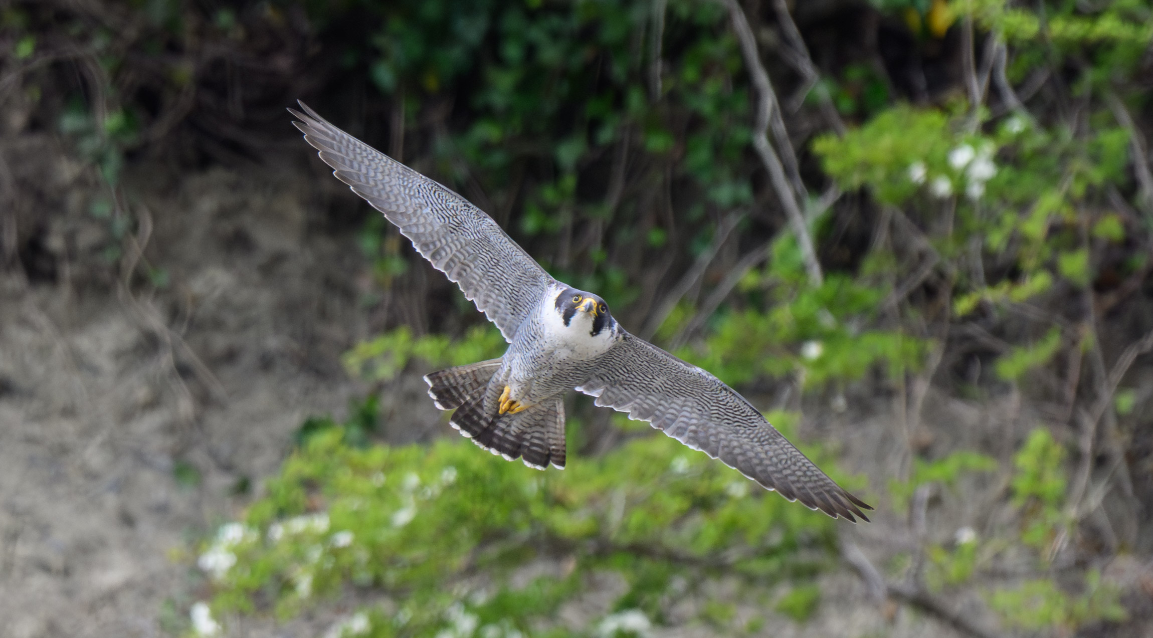 MARINElife WLA report: Ilfracombe-Lundy 22 August