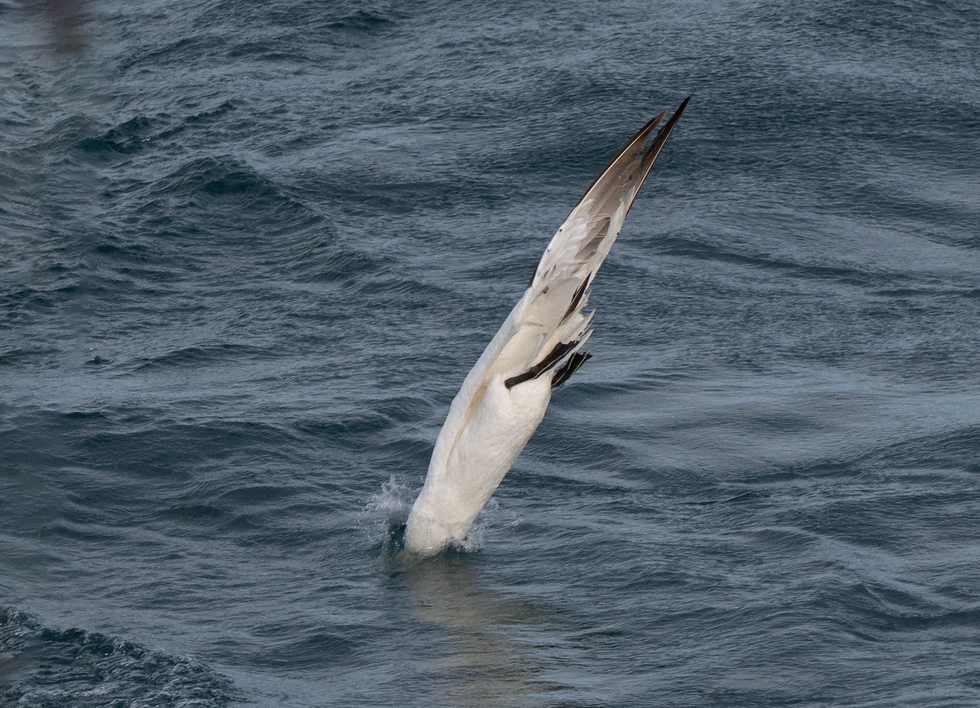 MARINElife Wildlife Ambassador Report: ‘MS Oldenburg’ Ilfracombe-Lundy 10 October 2026