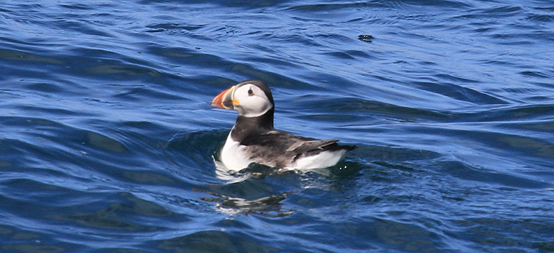 Lundy WLO report Bideford-Lundy 11 May