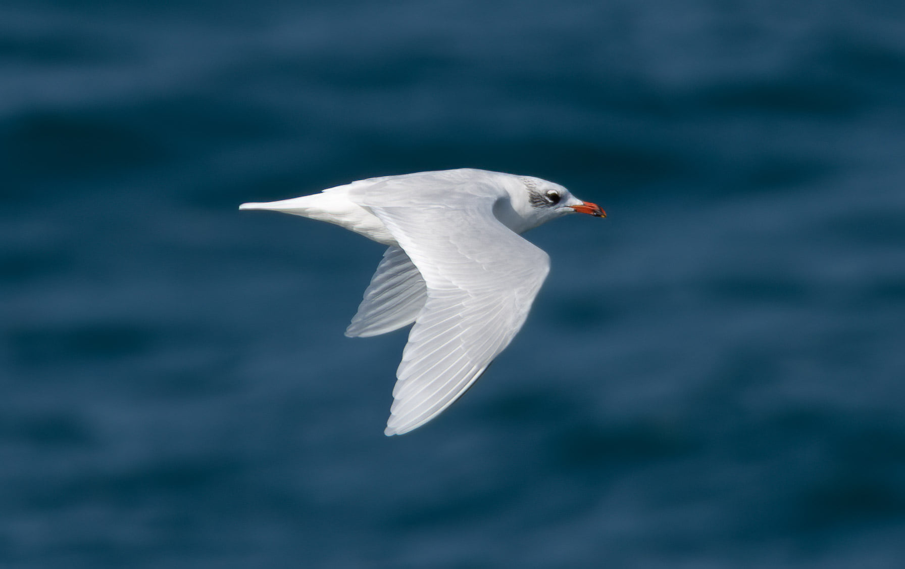 MARINElife Survey Report: DFDS ‘Stena Vinga’ Portsmouth-Jersey 10 October 2026