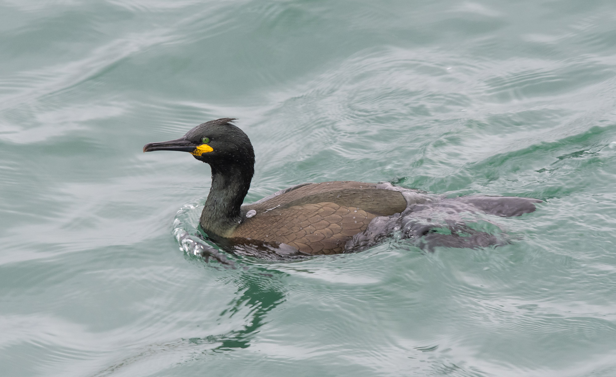 Bideford-Lundy survey 11 May