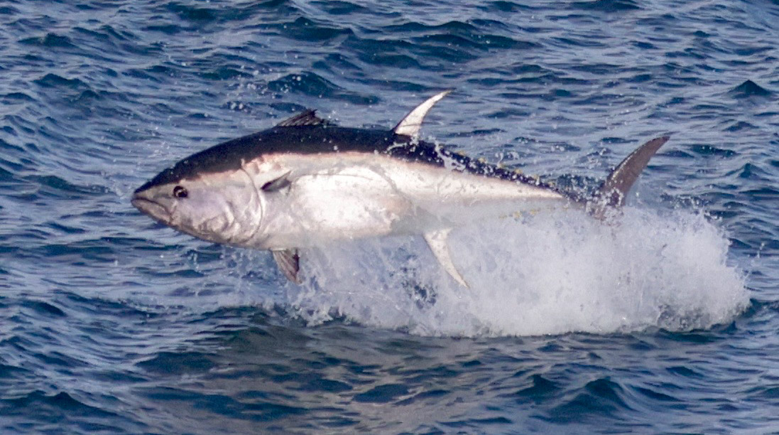 Peltic survey (CEFAS Peltic)