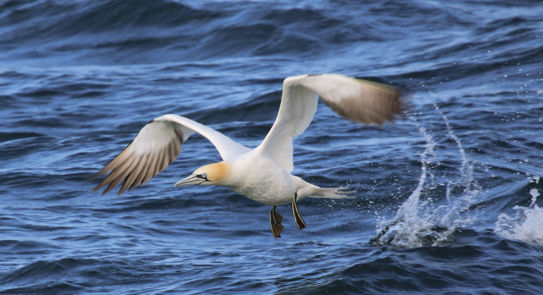 MARINElife Wildlife Ambassador report: MS Oldenburg Bideford-Lundy 12 September 2026