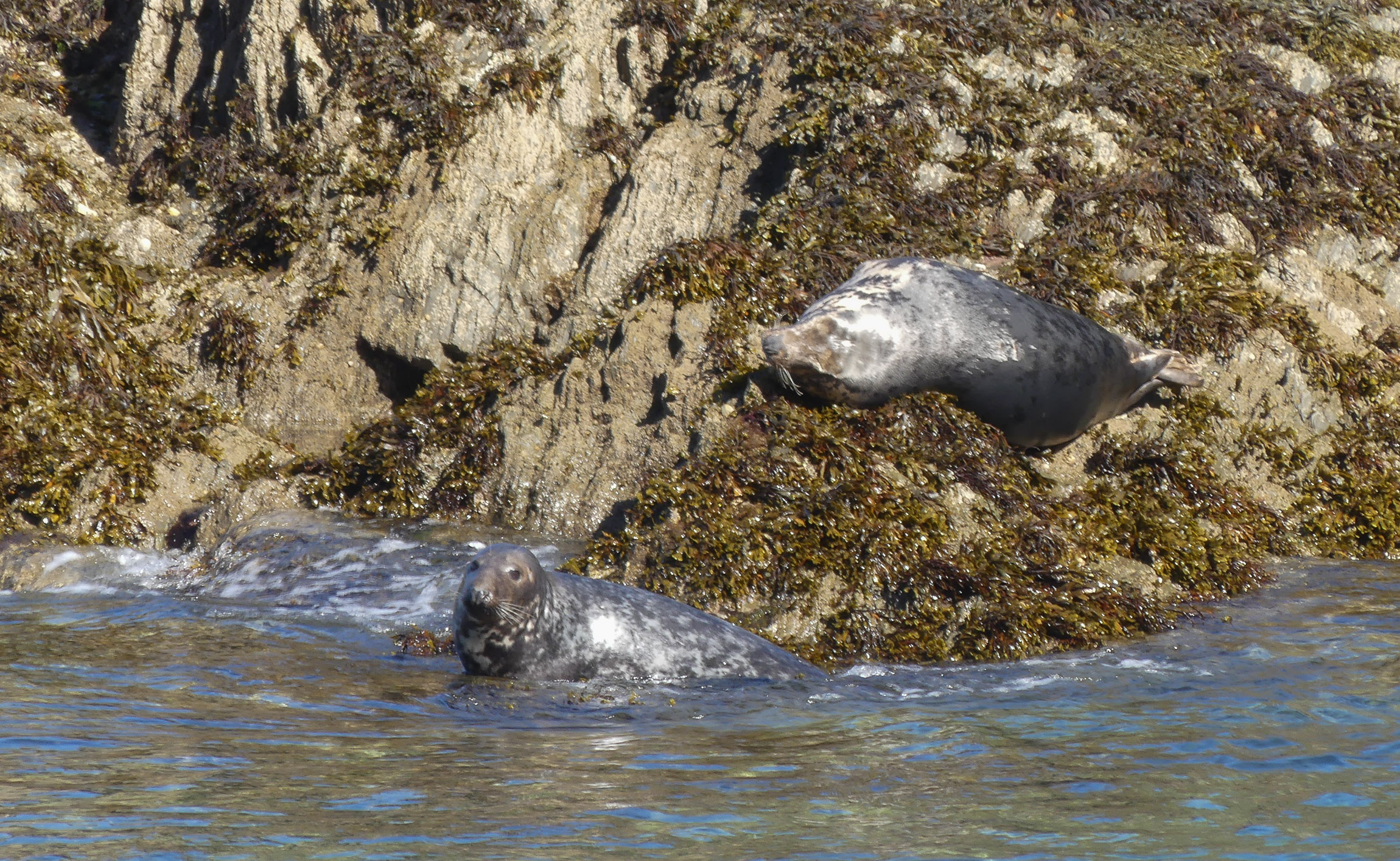 MARINElife Wildlife Ambassador Report: ‘MS Oldenburg’ Ilfracombe-Lundy 5 September 2026