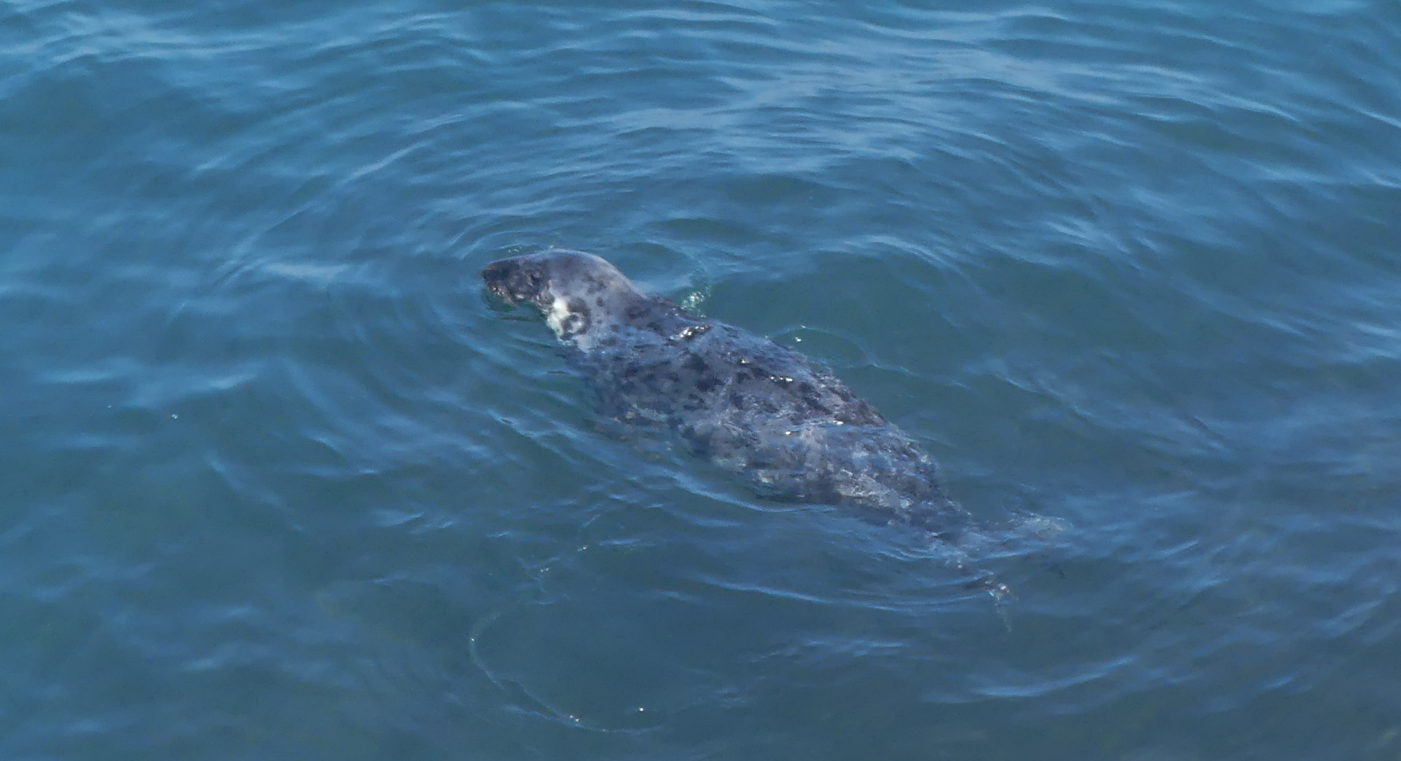 MARINElife Wildlife Ambassador report: Bideford-Lundy 18 July