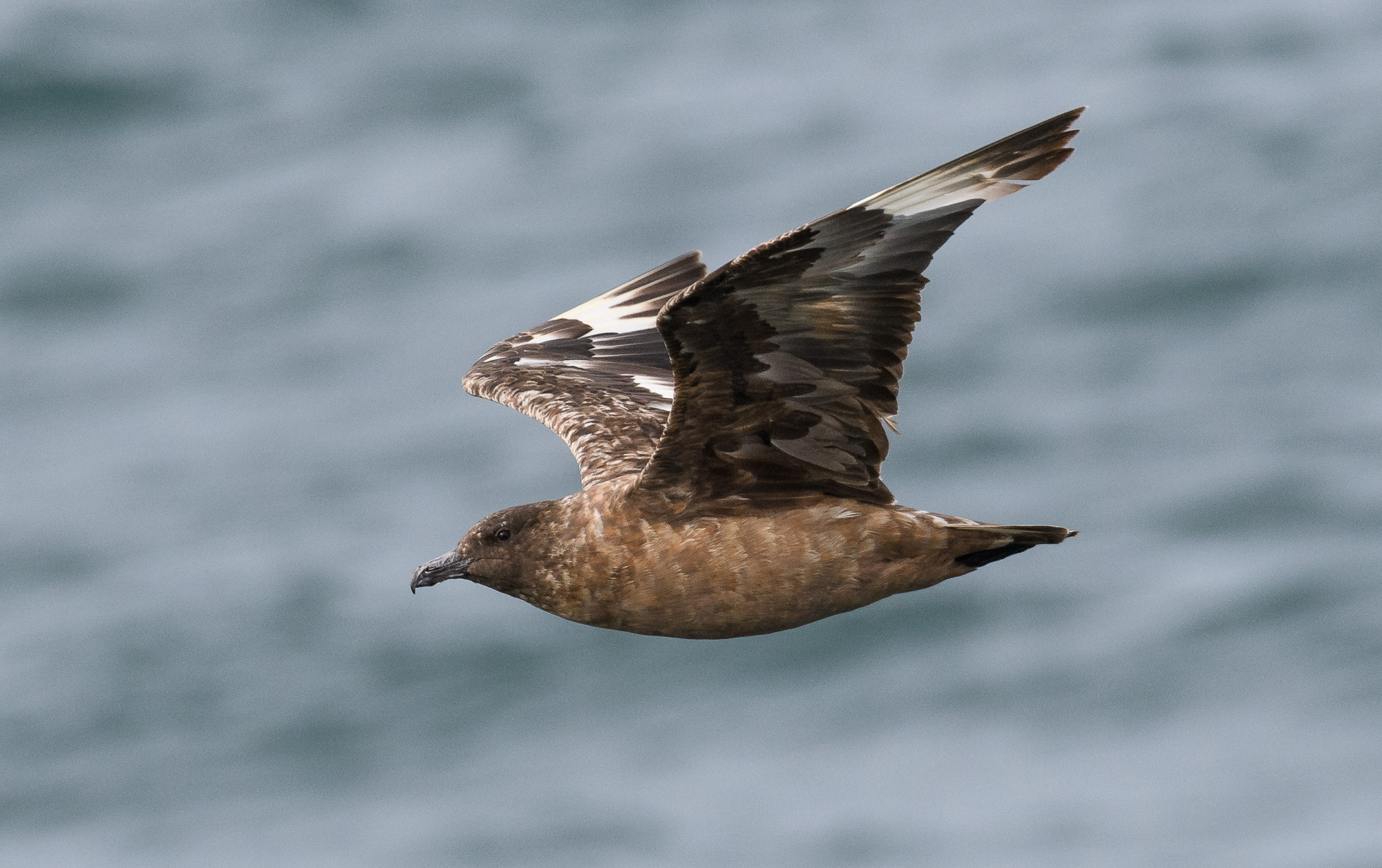 MARINElife VSAS survey report: Newhaven-Dieppe 11 October 2026