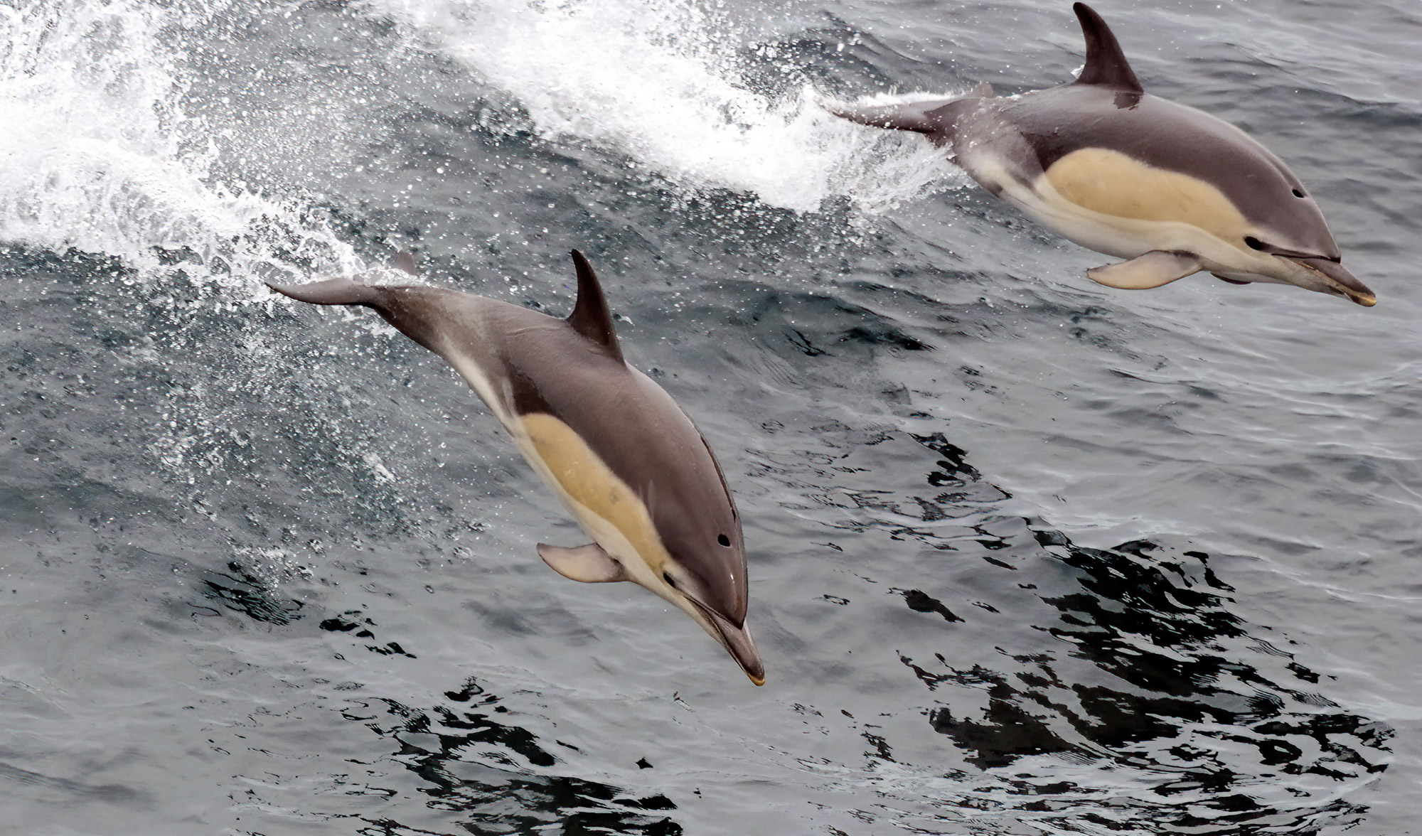 MARINElife survey report: Poole-Jersey 2 August