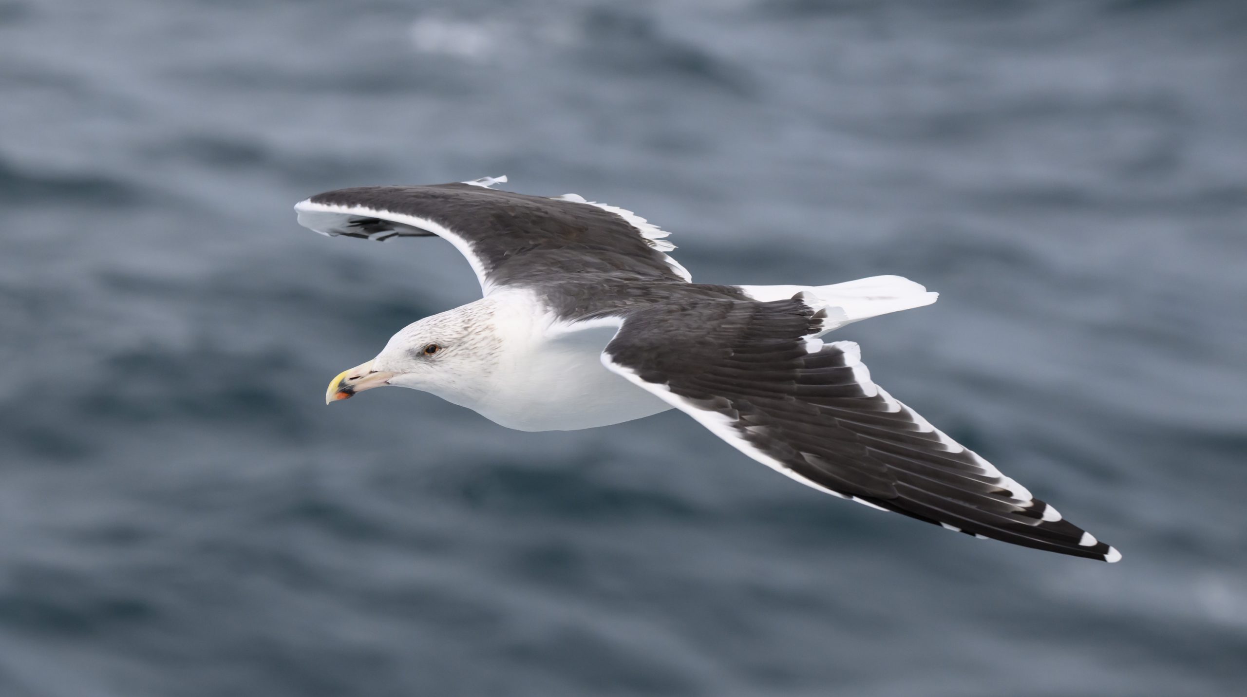 MARINElife survey report: Dover-Calais 17 January