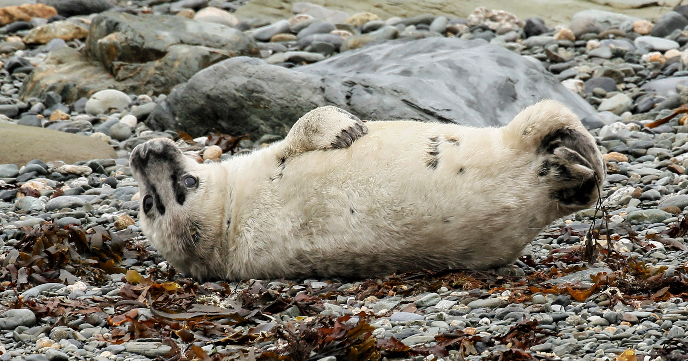 MARINElife WLA report: Bideford-Lundy 29 August