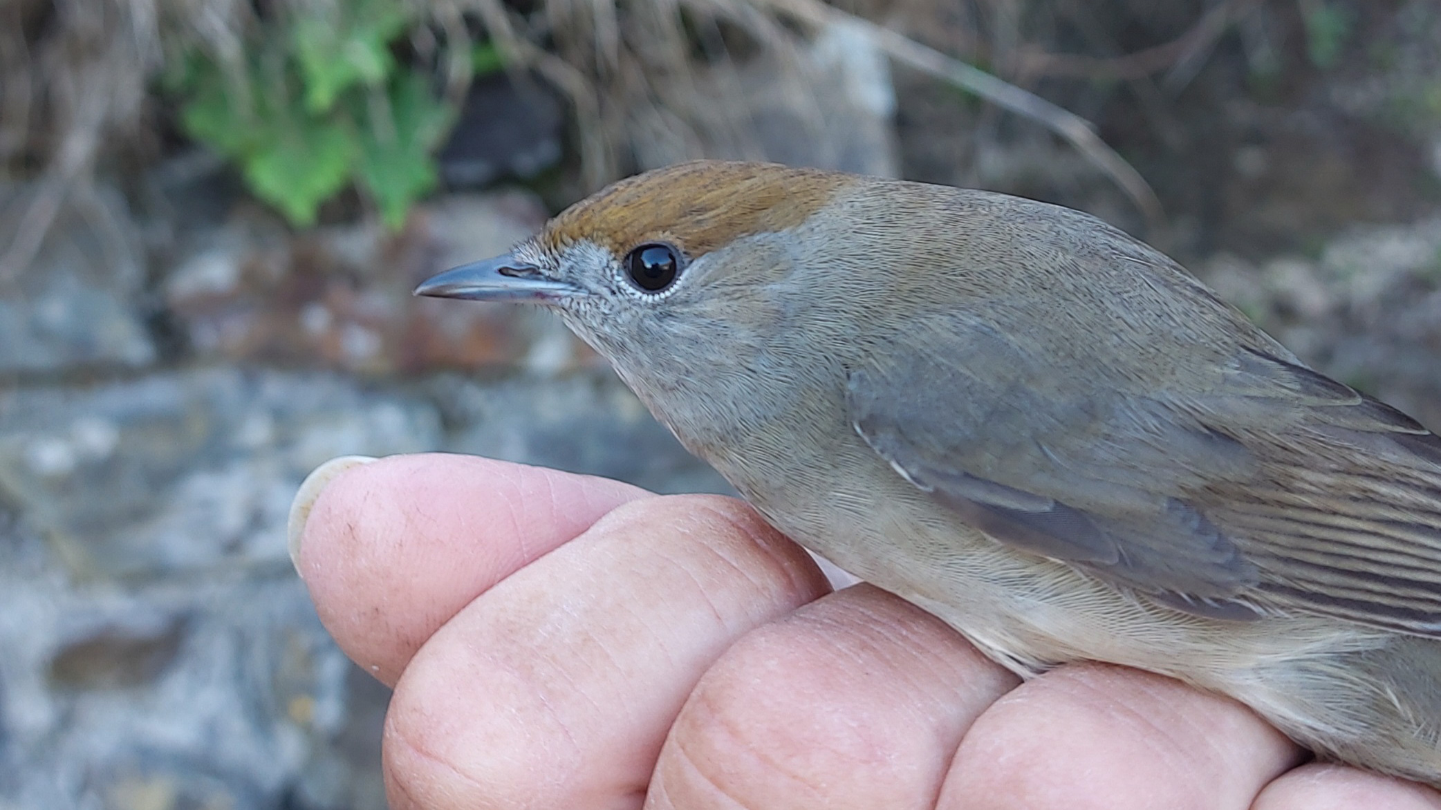 MARINElife Wildlife Ambassador report: Ilfracombe-Lundy 3 October